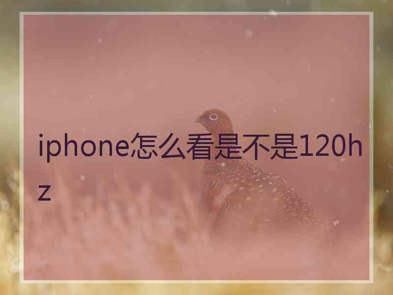 iphone怎么看是不是120hz