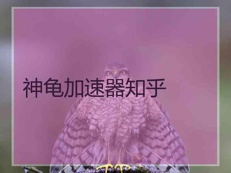 神龟加速器知乎